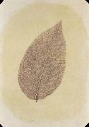 Leaf with Its Stem Removed Willim Henry Fox Talbot